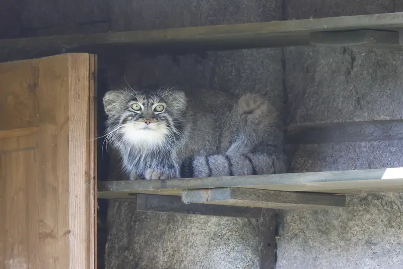 モスクワ動物園のティモフェイの写真