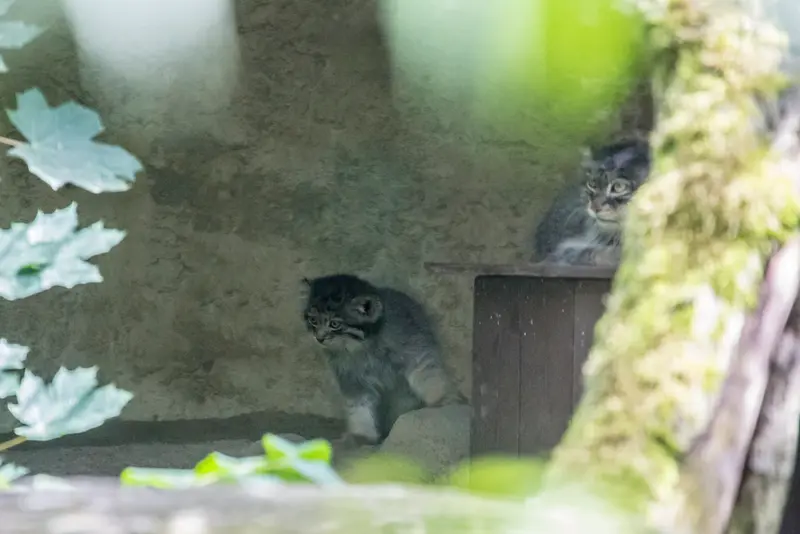 マヌルネコの写真