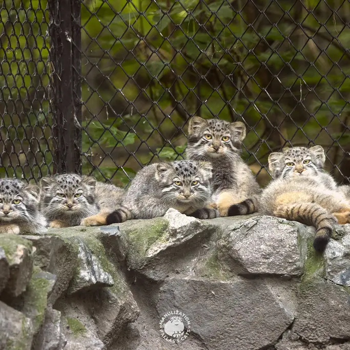 ノヴォシビルスク動物園のラッキー、ネザブドカ、レオン、ロロの娘 2024 Ⅴ、ブルースとビヤの写真