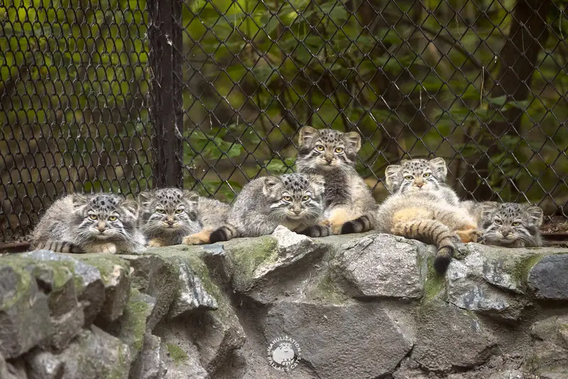 ノヴォシビルスク動物園のラッキー、ネザブドカ、レオン、ロロの娘 2024 Ⅴ、ブルースとビヤの写真