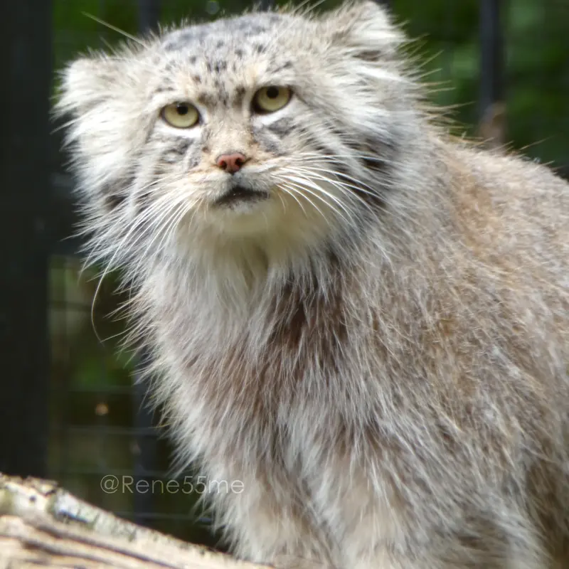 グダニスク動物園のマヌエルの写真