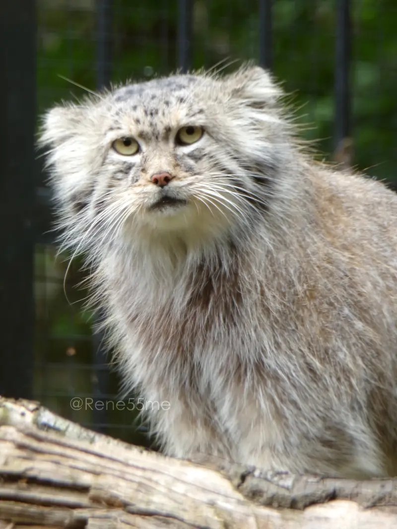 グダニスク動物園のマヌエルの写真