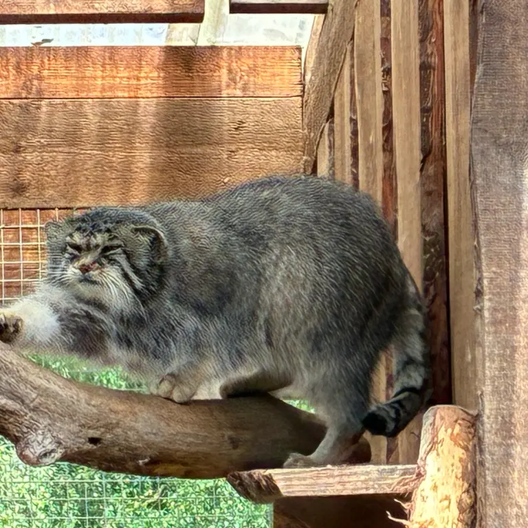 タリン動物園のアルタニの写真