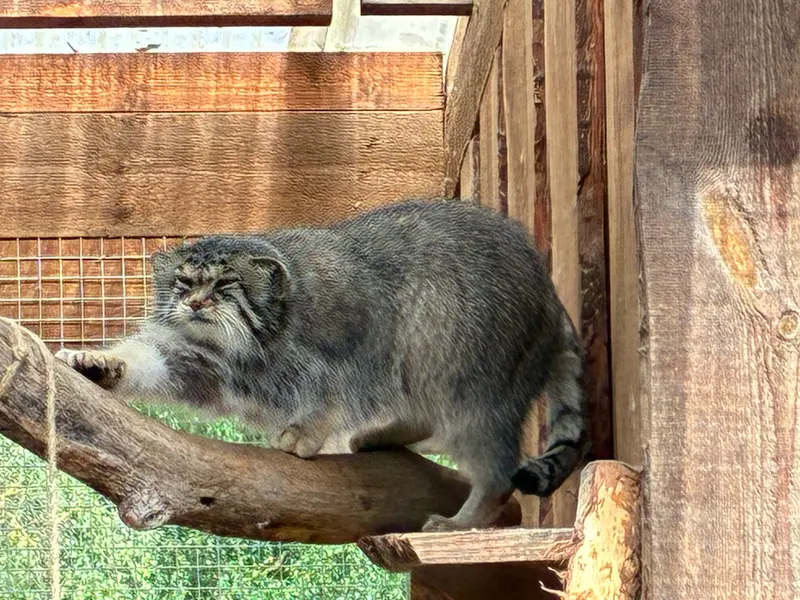 タリン動物園のアルタニの写真