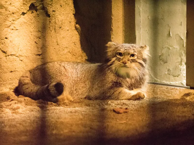 野毛山動物園のフィーガの写真