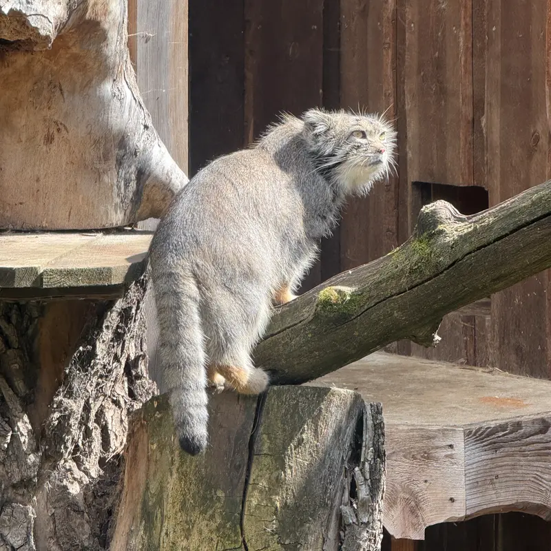 タリン動物園のマーズの写真