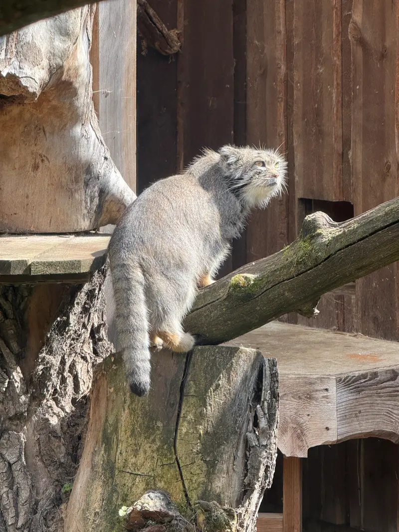 タリン動物園のマーズの写真