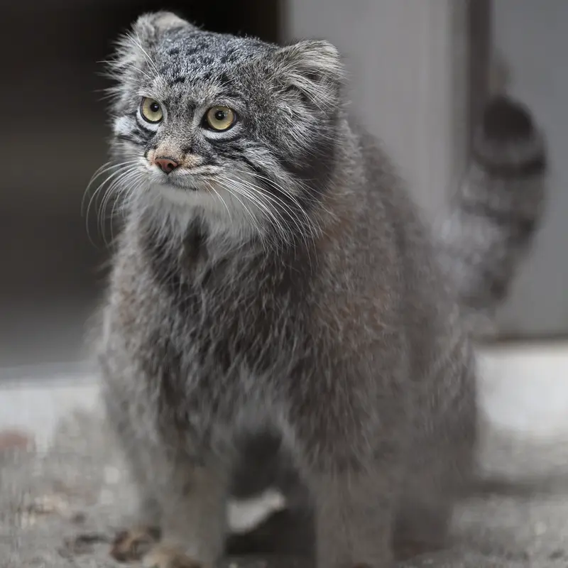 ごかつら池どうぶつパークのフィーガの写真