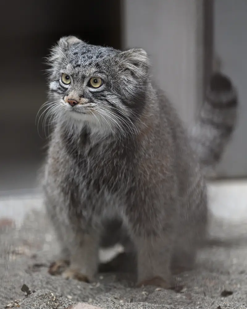 ごかつら池どうぶつパークのフィーガの写真