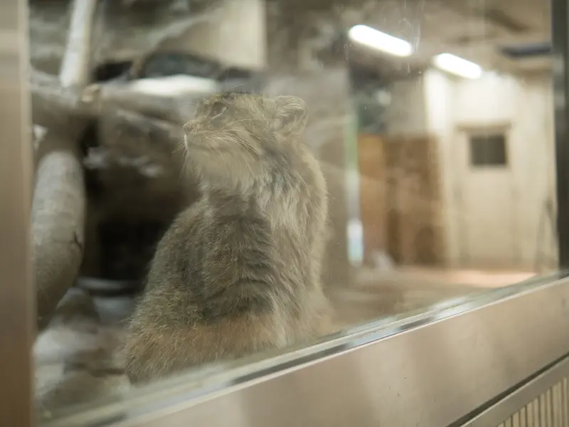 恩賜上野動物園のプリームラの写真