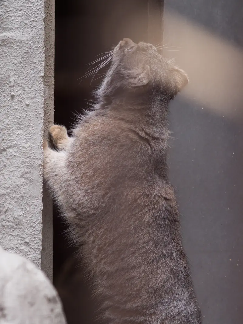 野毛山動物園のフィーガの写真