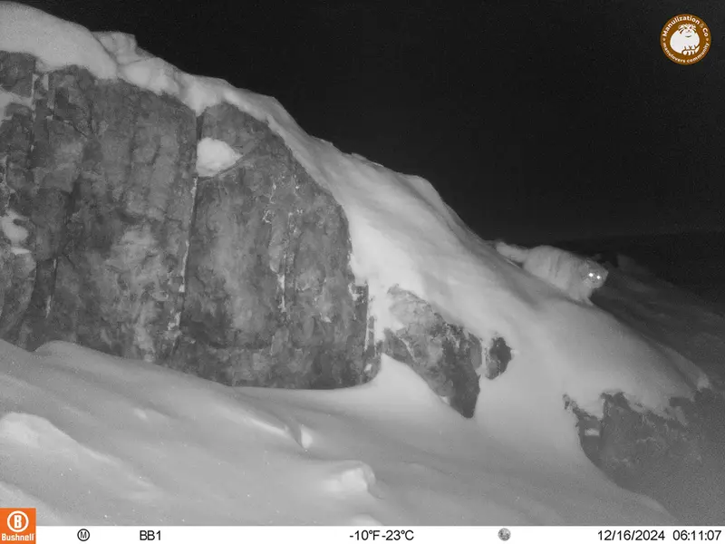 アクタス＝クンコラ［新］カメラトラップで撮影したOtocolobus manul manulの写真