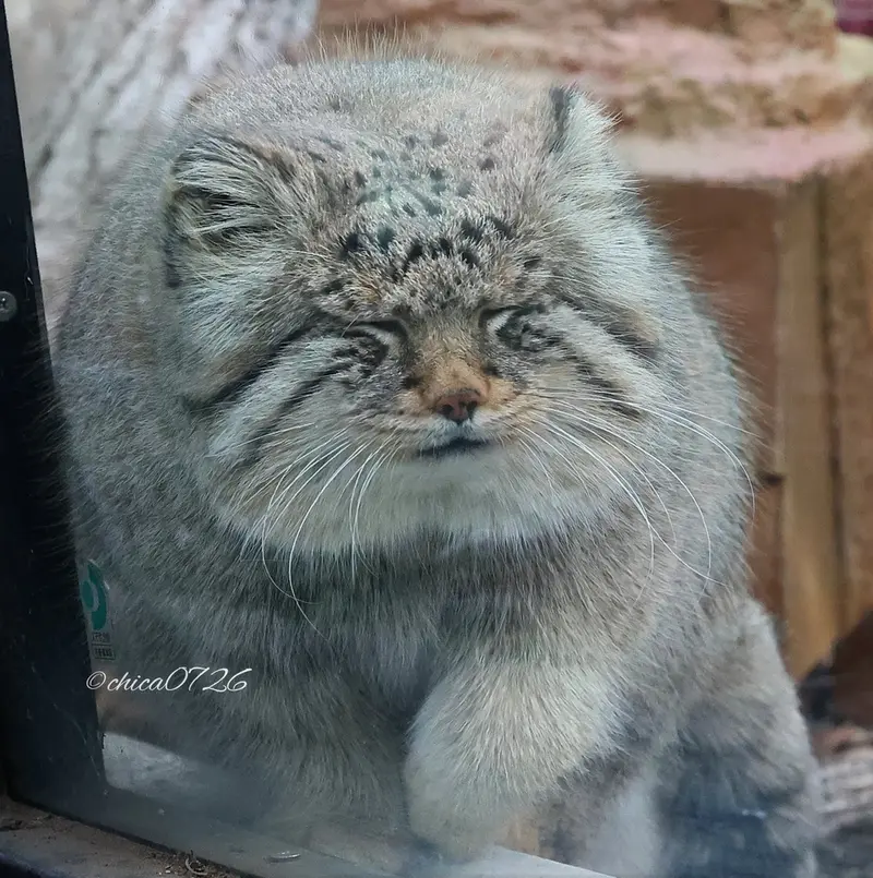 埼玉県こども動物自然公園のロータスの写真