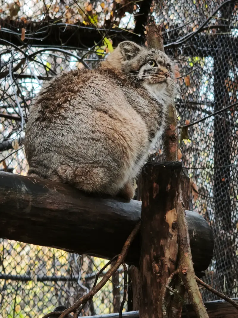 ノヴォシビルスク動物園のアデルの娘（2026年生まれ）Ⅱの写真