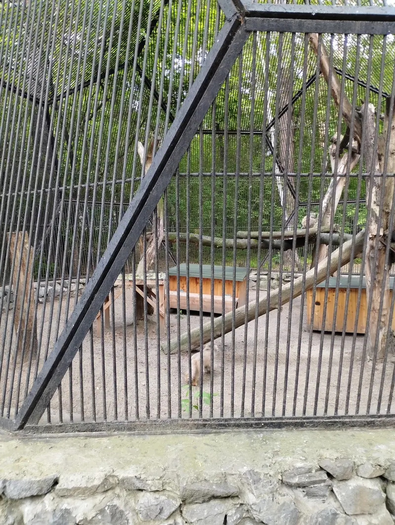 ノヴォシビルスク動物園のマヌルネコの写真