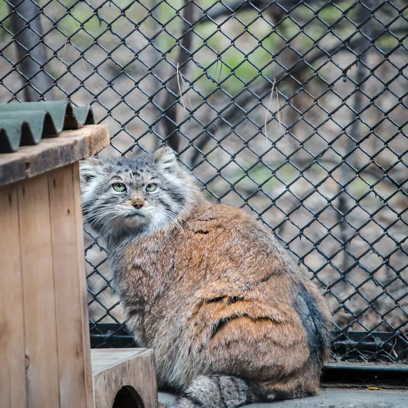 ノヴォシビルスク動物園のラストチカの写真