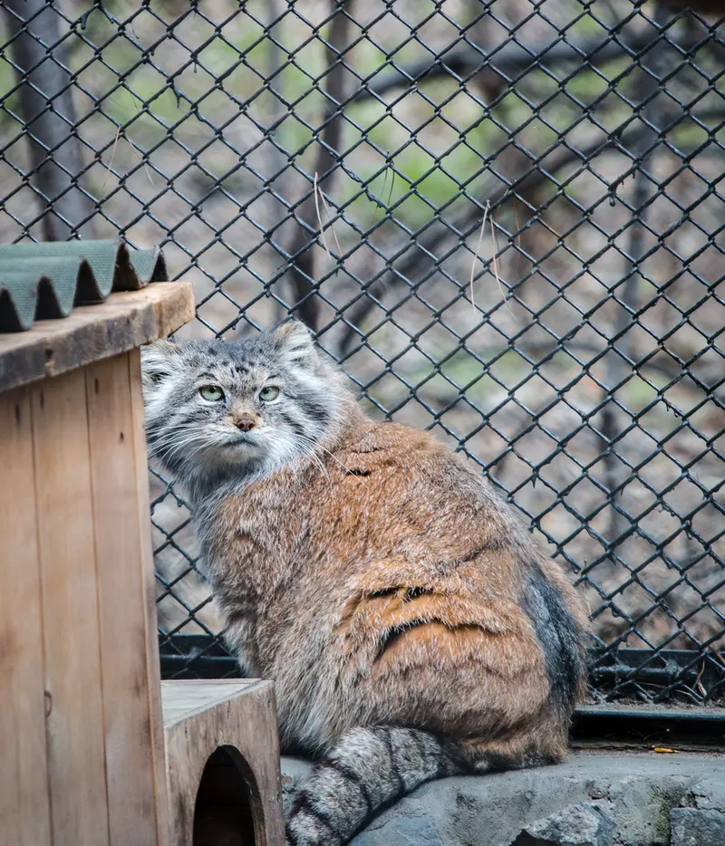 ノヴォシビルスク動物園のラストチカの写真