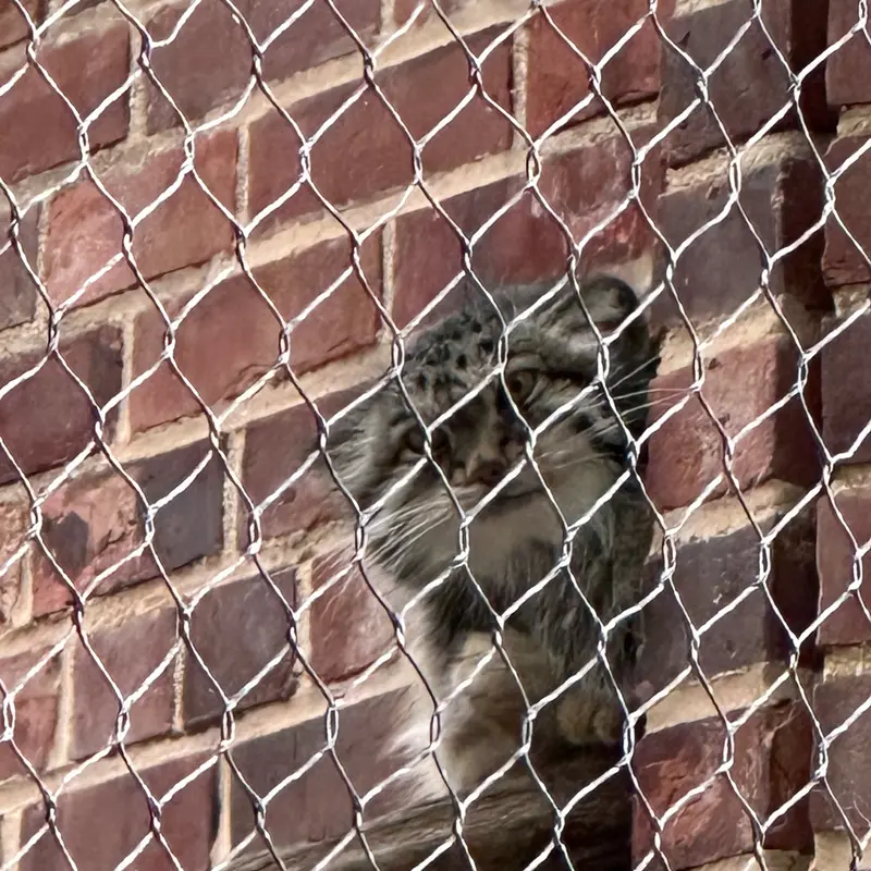 プロスペクト・パーク動物園のマヌルネコの写真
