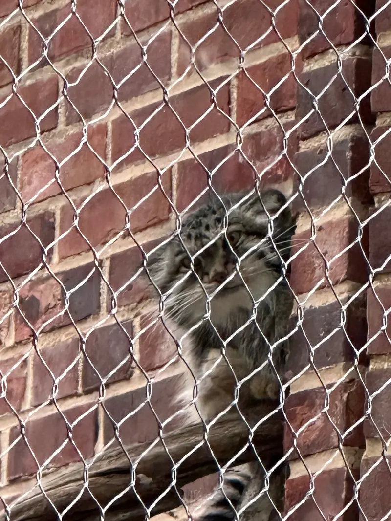 プロスペクト・パーク動物園のマヌルネコの写真