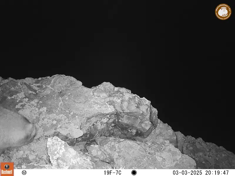 ベッショキー1カメラトラップで撮影したOtocolobus manul manulの写真