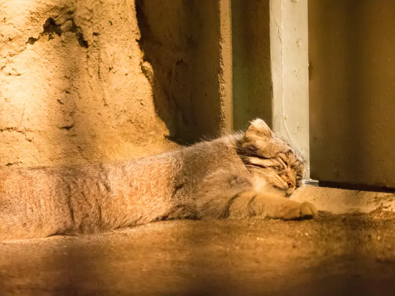 野毛山動物園のフィーガの写真