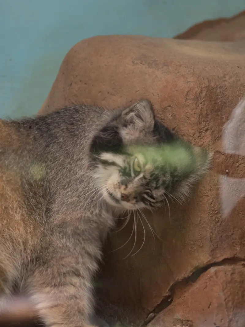 神戸市立王子動物園のイーリスの写真
