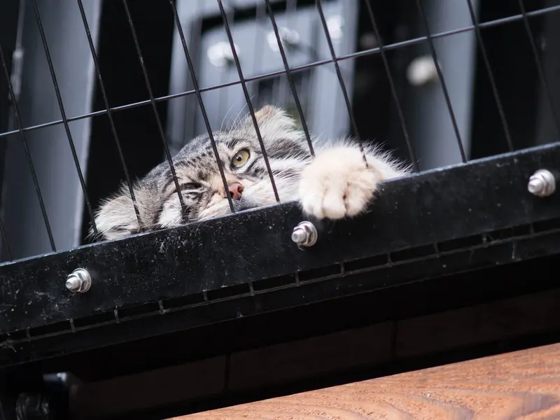 旭山動物園のグルーシャの写真