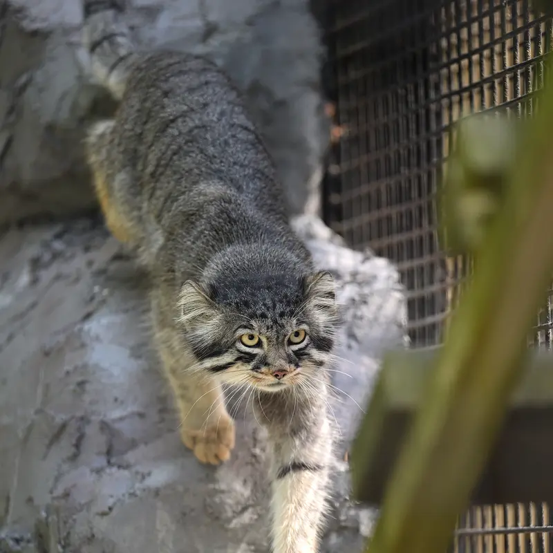 旭山動物園のヒデの写真