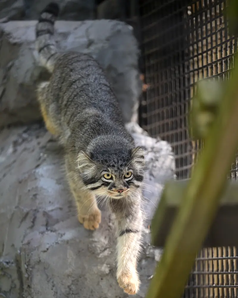 旭山動物園のヒデの写真