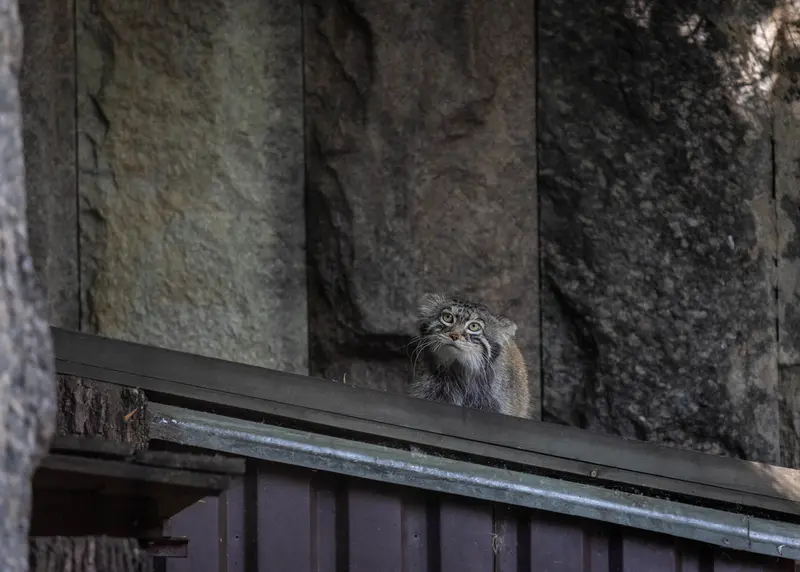 モスクワ動物園のティモフェイの写真