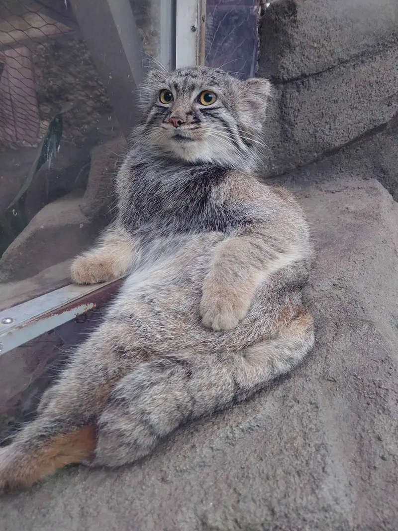 マヌルネコの写真
