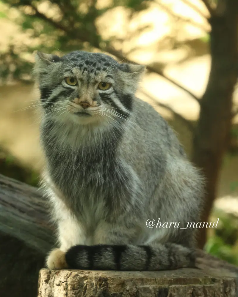 那須どうぶつ王国のナゴムの写真