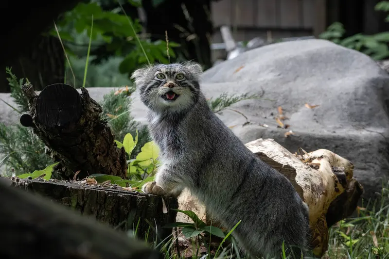 モスクワ動物園のティモフェイの写真