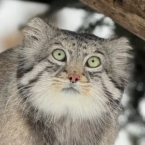 オグルベイ・グッド動物園のマヌルネコのディーン