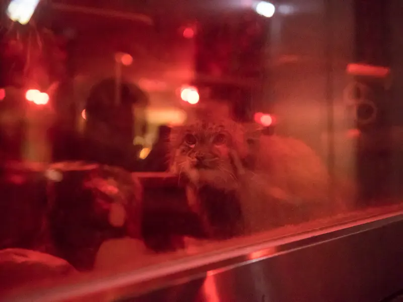 恩賜上野動物園のナイマの写真