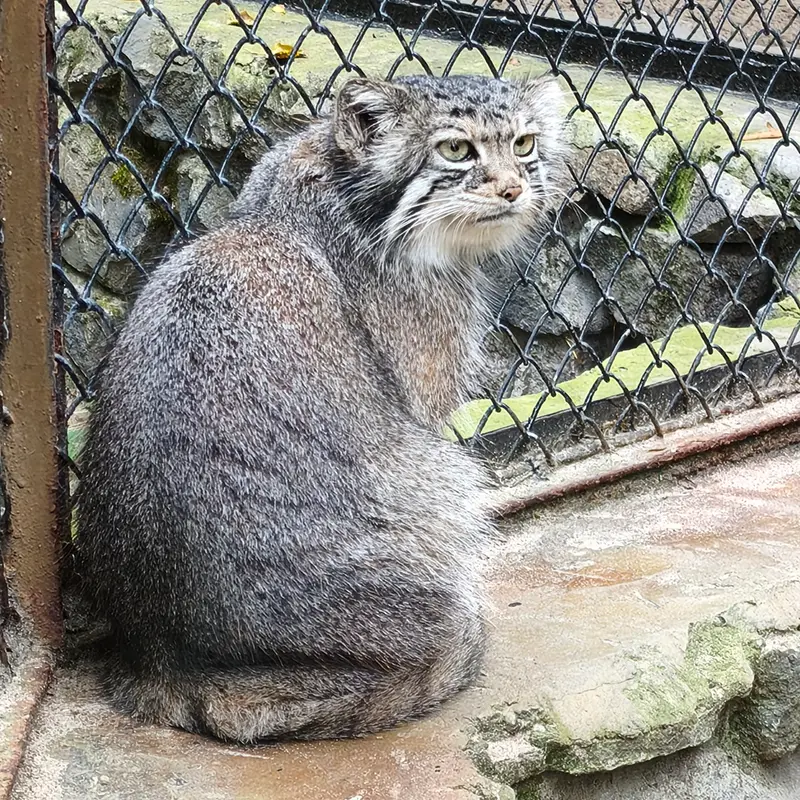 ノヴォシビルスク動物園のイヴの写真