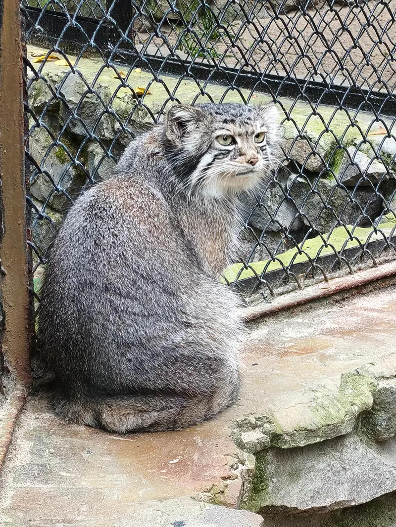 ノヴォシビルスク動物園のイヴの写真