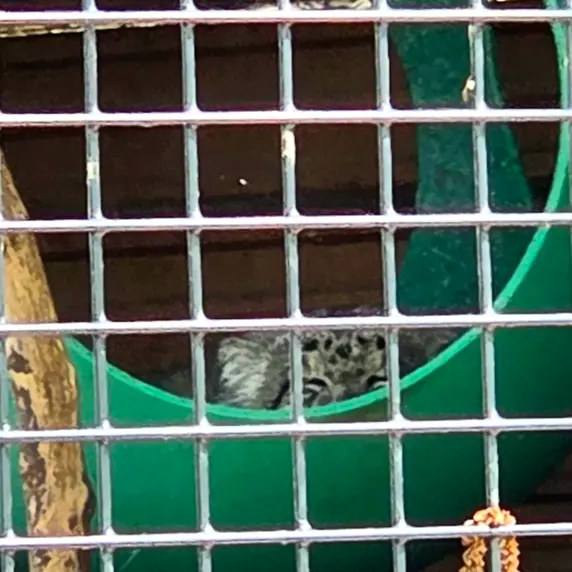 ニアイビ動物園のハルトの写真