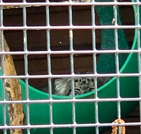 ニアビ動物園のハルトの写真