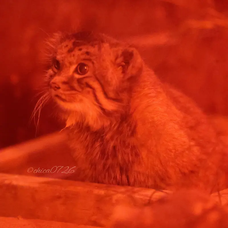 恩賜上野動物園のナイマの写真