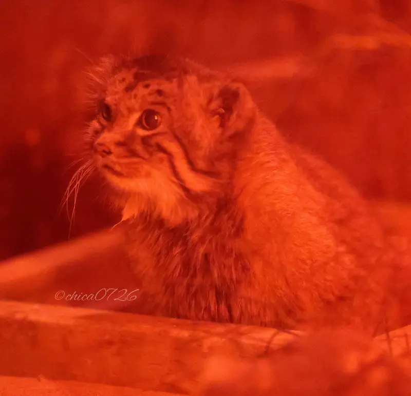 恩賜上野動物園のナイマの写真