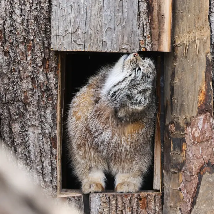 レッドリバー動物園のカイの写真