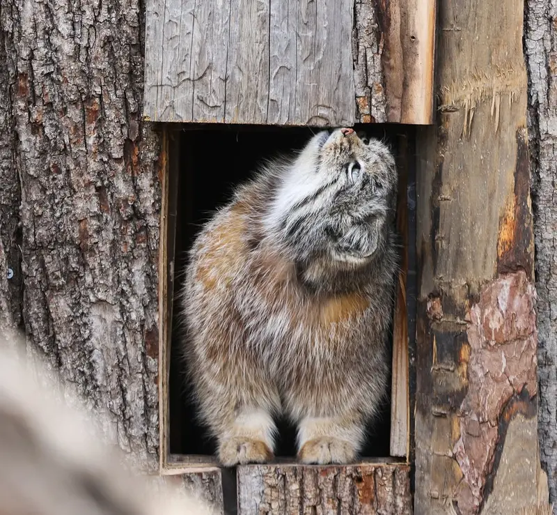 レッドリバー動物園のカイの写真