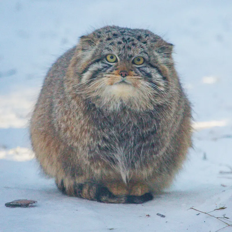 ノヴォシビルスク動物園のボリスの写真