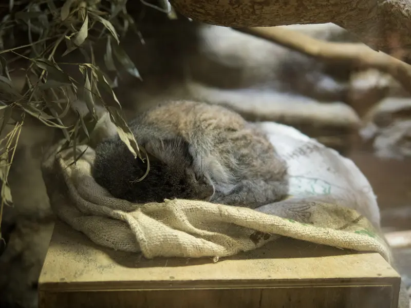 恩賜上野動物園のクリョンの写真
