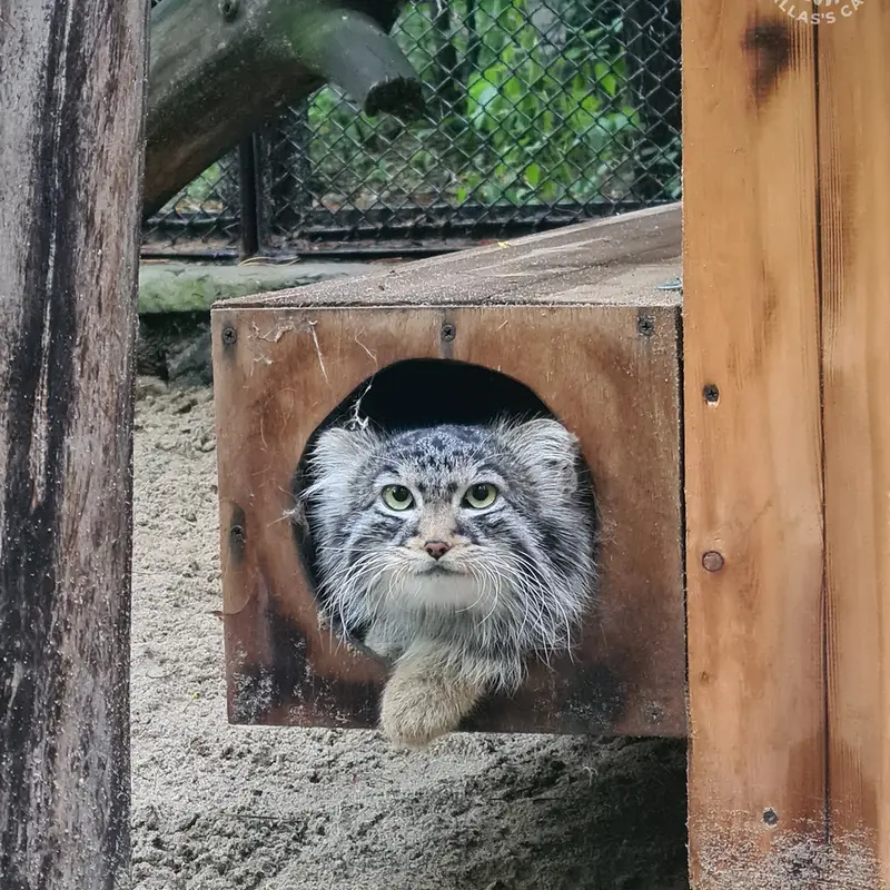 ノヴォシビルスク動物園のラッキーの写真