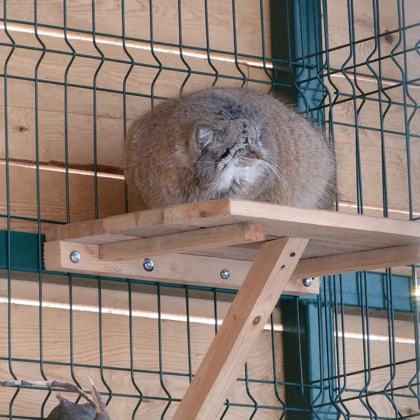 バルナウル動物園「レースナヤ・スカースカ」のペペの写真