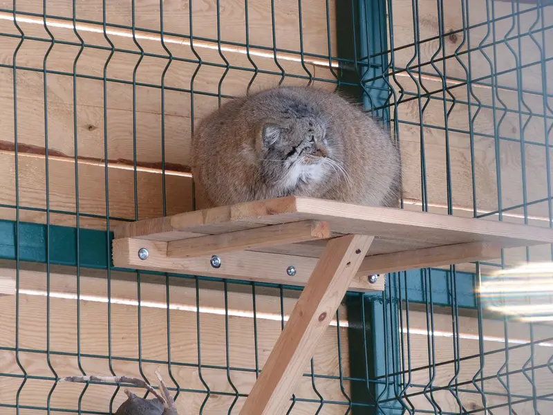 バルナウル動物園「レースナヤ・スカースカ」のペペの写真
