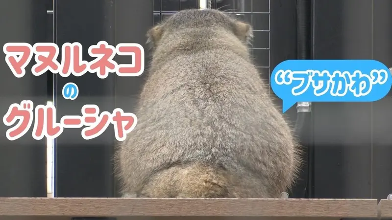 新しい囲いの中で育った梨！