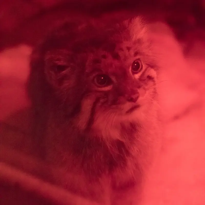 恩賜上野動物園のナイマの写真